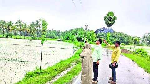 పొలాల్లో నీటి నిల్వలు లేకుండా జాగ్రత్త పడాలి 