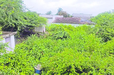 ఫాగిం