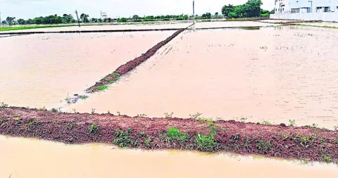 పంటలు