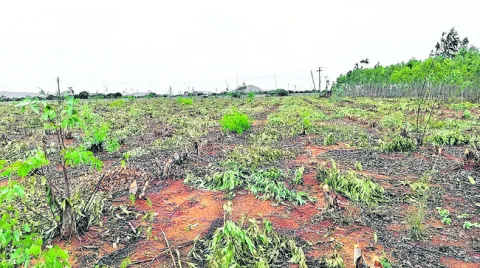 ప్రభుత్వ భూమిలో జామాయిల్‌ నరికివేత 