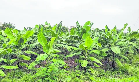 అరటి సాగు.. బాగు 