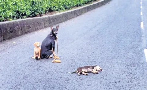 street dog mothers love goes viral on social media