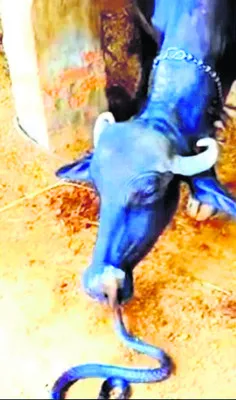 వర్షా