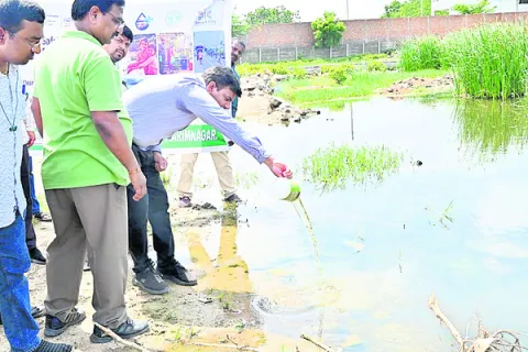 దోమలప