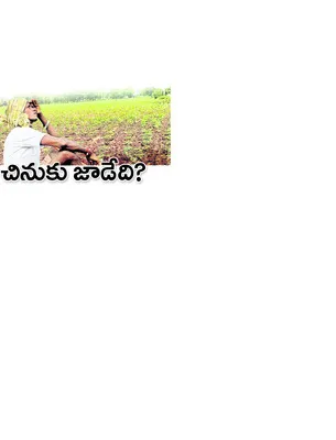 శనివా