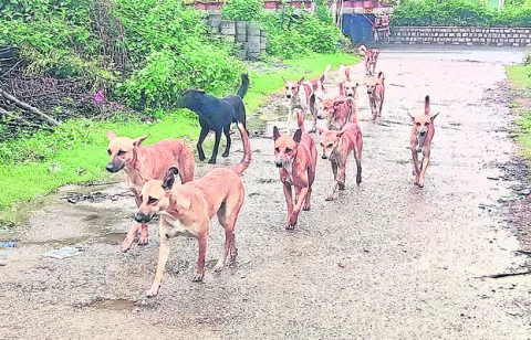 బయటకొ