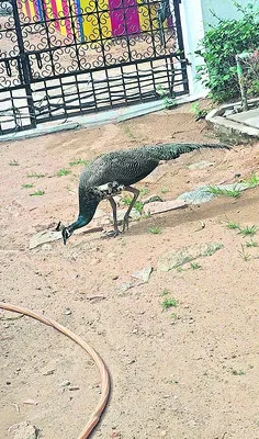 పాతకొత్త చెరువులో నెమళ్ల సందడి 