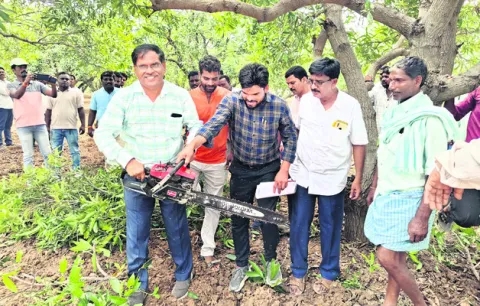 మామిడి కొమ్మల కత్తిరింపుతో అధిక దిగుబడులు 