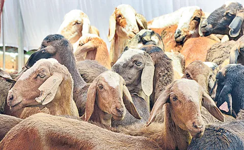 Scam Above One Thousand Corores in Sheep Distribution Scheme