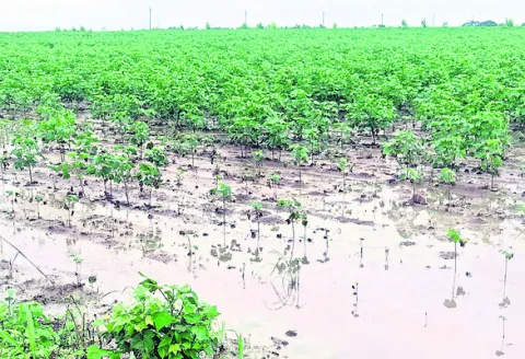 వానలతో వి‘పత్తే’నా..