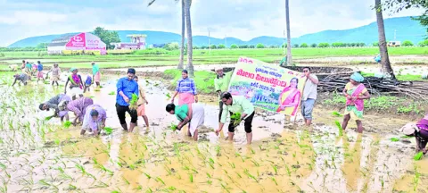 వర్షాలతో వడివడిగా వరినాట్లు 