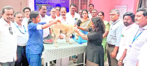 వీధి కుక్కలకు కు.ని ఆపరేషన్లు 
