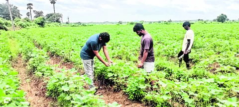 పంటలన