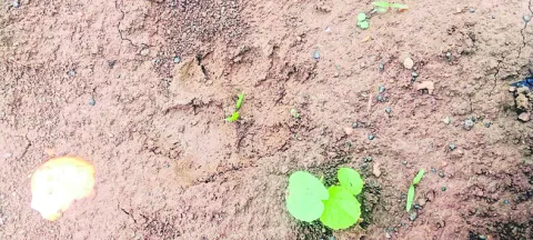 పంట పొలాల్లో  చిరుత సంచారం! 
