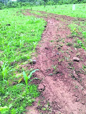 పంటను ధ్వంసం చేసిన అటవీ అధికారులు