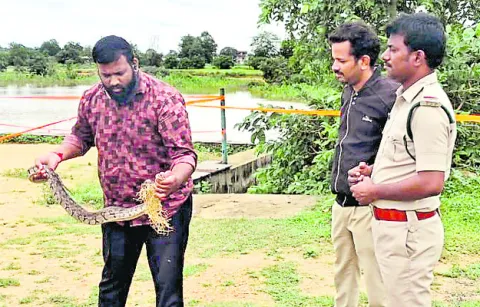 చేపల వలలో చిక్కిన కొండ చిలువ