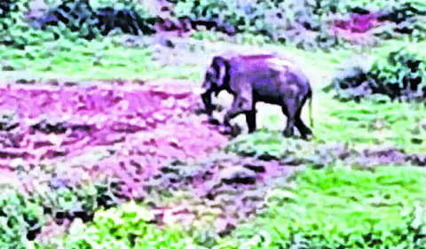 ఏనుగులున్నాయ్‌ జాగ్రత్త