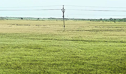 సాగుద