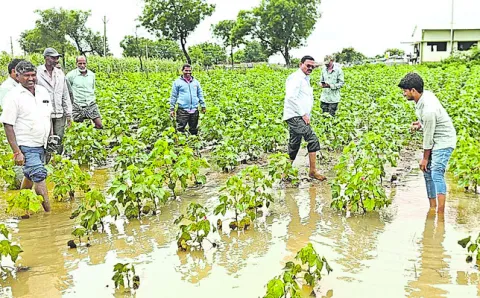 పొలంలో నీరు ఉండొద్దు