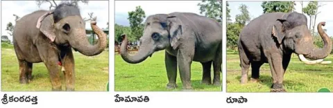 మైసూరు దసరా ఉత్సవాలకు కొత్త గజరాజులు 