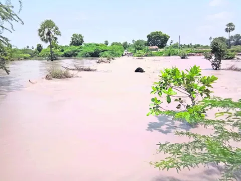 వాగొస