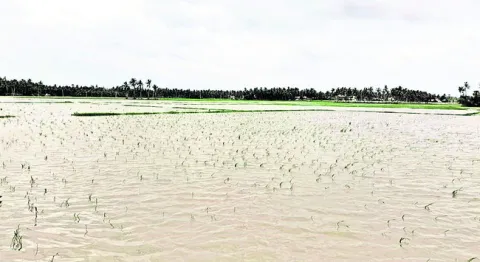 మునిగిన చేలు 
