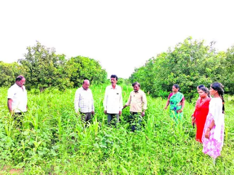 సంవత్సరమంతా భూమిని కప్పి ఉంచండి 