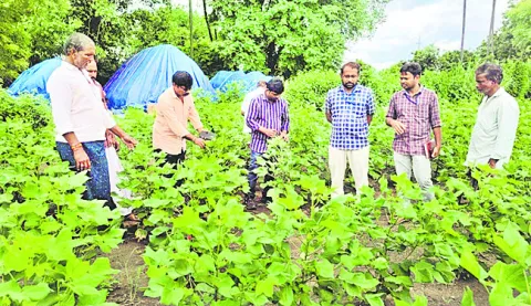 పత్తి చేలల్లో నిల్వ ఉన్న నీటిని బయటకు పంపాలి 