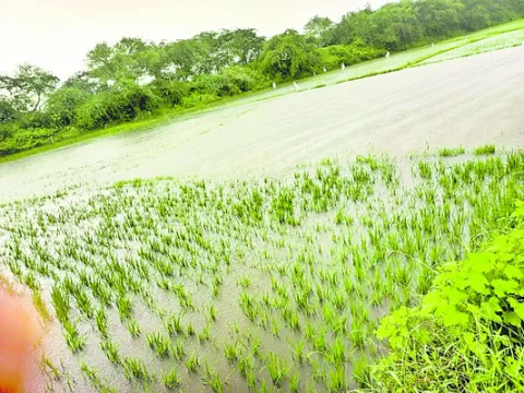 వర్షాలకు దెబ్బతిన్న పంటలు 