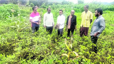 పంటలను పరిశీలించిన వ్యవసాయ శాస్త్రవేత్తలు
