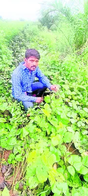 తడిసిముద్దయిన పెసర