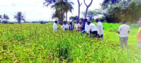 విద్య