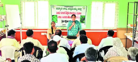 మామిడిలో సమగ్ర పోషక యాజమాన్య పద్ధతులు పాటించాలి 