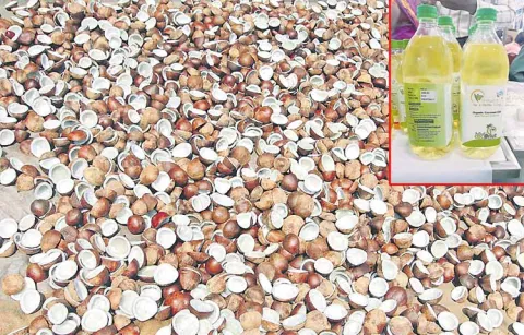 Coconut farmers hopes on GST reduction announcement