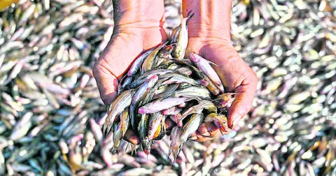 చేపపిల్లల జాడేది!