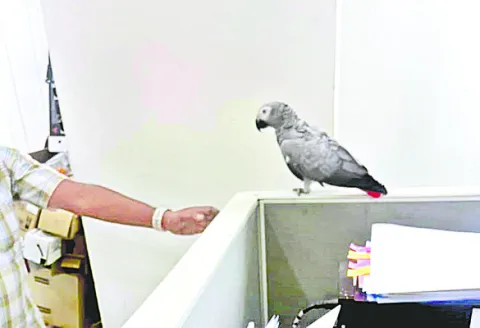 సచివాలయంలో అరుదైన పక్షి 