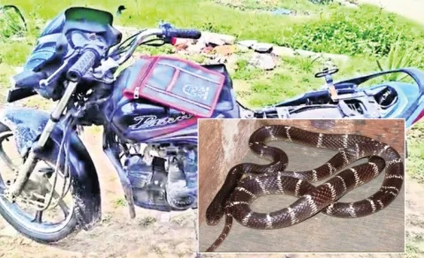 Common krait In Passion Plus Bike