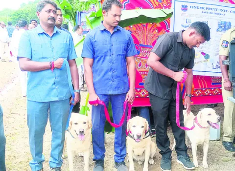 పసిగడ
