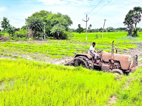 వరిలో