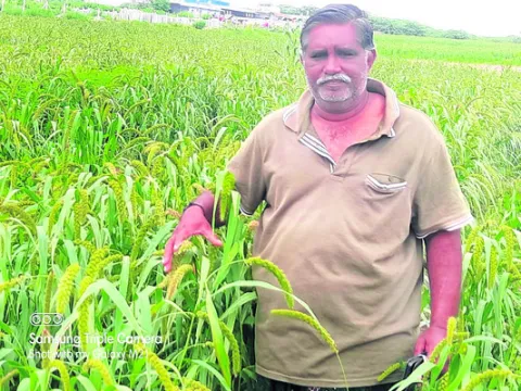 కొర్ర సాగు తగ్గింది  
