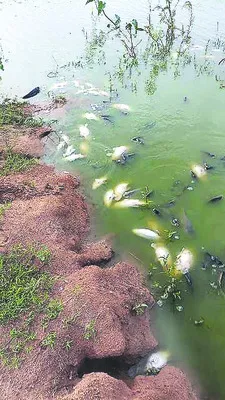 కాలుష్యం కాటేసింది..! 