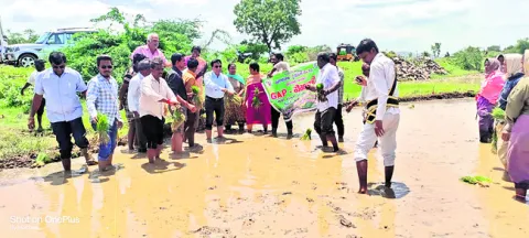 వరిలో కాలి బాటలు తీయాలి