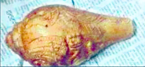 నకిలీ బంగారు శంఖంతో మోసం 
