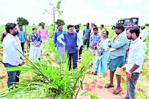 పంట నష్టాన్ని అంచనా వేయండి