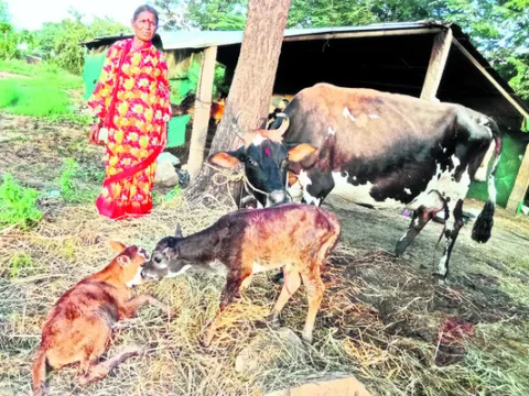 డిగ్ర