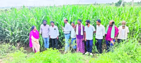 ఎరువులు మోతాదుకు మించి వాడొద్దు 