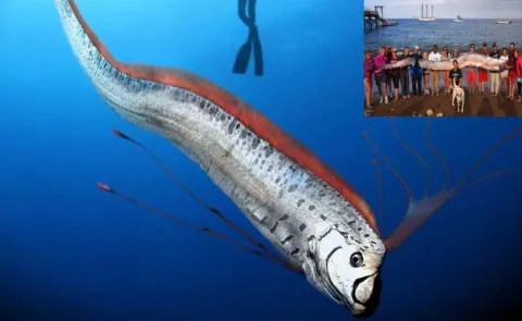 The Doomsday Fish Can Oarfish Really Predict Earthquakes13