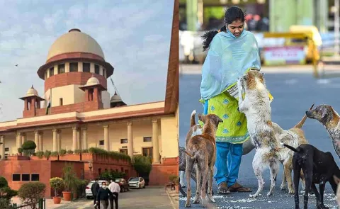 SC Big Verdict on Capture and relocation of stray dogs in Delhi NCR Updates
