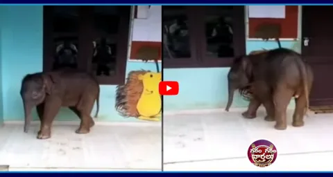 Cute Baby Elephant Visits School In Kerala  1