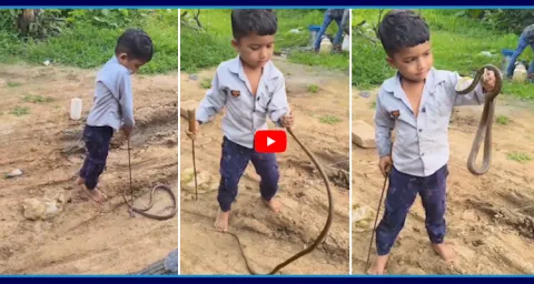 Boy Palying With Cobra Snake Video Goes Viral 6